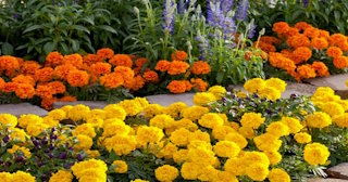Посадка клумбовых цветов в Изобильном в октябре